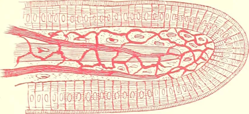 An illustration from The microscopist : a manual of microscopy and compendium of the microscopic science : micro-minerology, micro-chemistry, biology, histology, and pathological histology, 1877, leaf 252