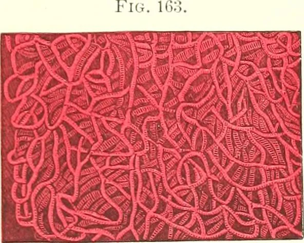 An illustration from The microscopist : a manual of microscopy and compendium of the microscopic science : micro-minerology, micro-chemistry, biology, histology, and pathological histology, 1877, leaf 252