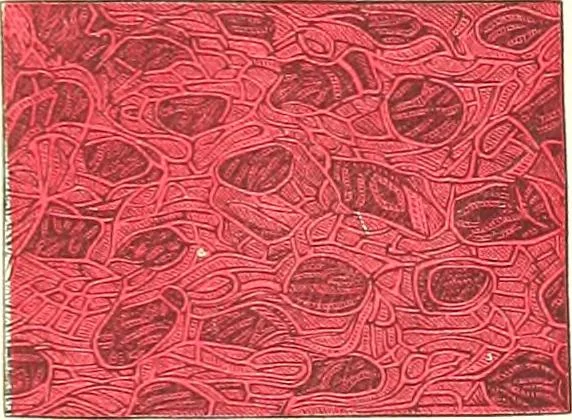 An illustration from The microscopist : a manual of microscopy and compendium of the microscopic science : micro-minerology, micro-chemistry, biology, histology, and pathological histology, 1877, leaf 252