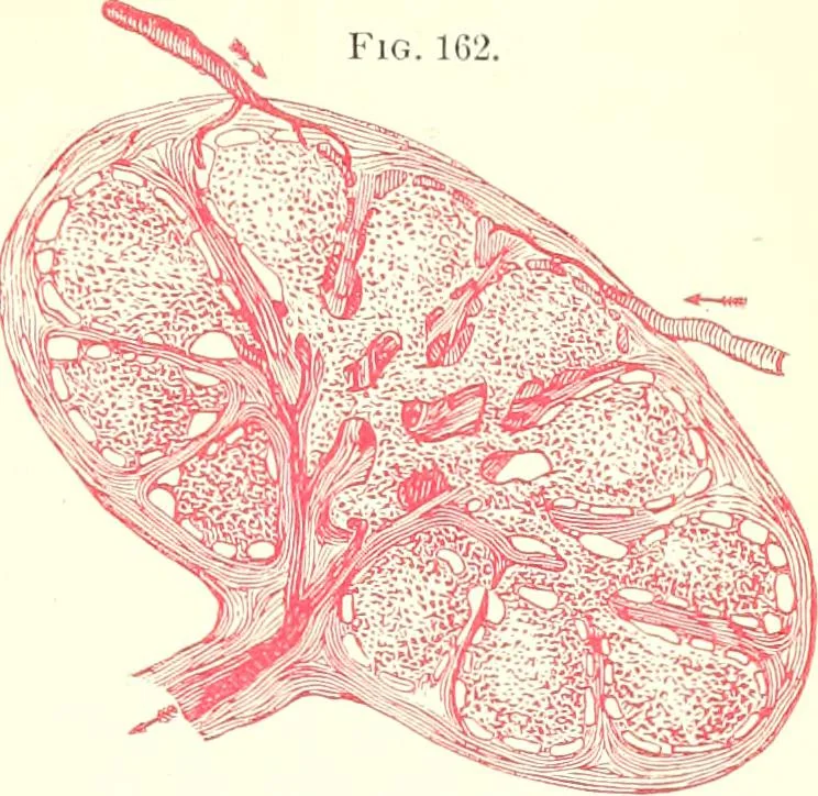 An illustration from The microscopist : a manual of microscopy and compendium of the microscopic science : micro-minerology, micro-chemistry, biology, histology, and pathological histology, 1877, leaf 252