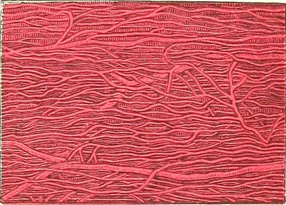 An illustration from The microscopist : a manual of microscopy and compendium of the microscopic science : micro-minerology, micro-chemistry, biology, histology, and pathological histology, 1877, leaf 252