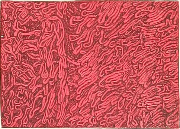 An illustration from The microscopist : a manual of microscopy and compendium of the microscopic science : micro-minerology, micro-chemistry, biology, histology, and pathological histology, 1877, leaf 252