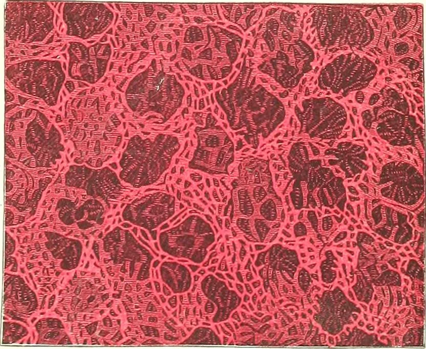 An illustration from The microscopist : a manual of microscopy and compendium of the microscopic science : micro-minerology, micro-chemistry, biology, histology, and pathological histology, 1877, leaf 252