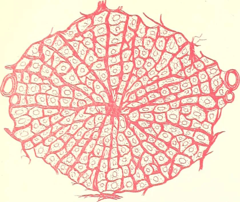 An illustration from The microscopist : a manual of microscopy and compendium of the microscopic science : micro-minerology, micro-chemistry, biology, histology, and pathological histology, 1877, leaf 256