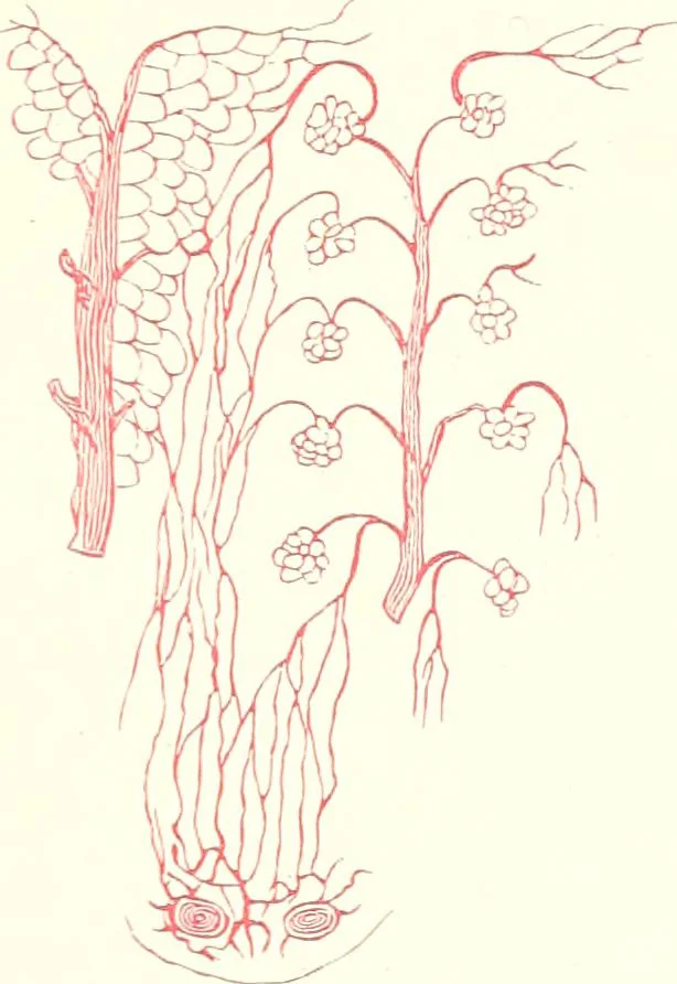 An illustration from The microscopist : a manual of microscopy and compendium of the microscopic science : micro-minerology, micro-chemistry, biology, histology, and pathological histology, 1877, leaf 256