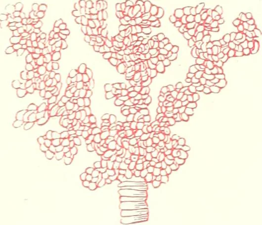 An illustration from The microscopist : a manual of microscopy and compendium of the microscopic science : micro-minerology, micro-chemistry, biology, histology, and pathological histology, 1877, leaf 256