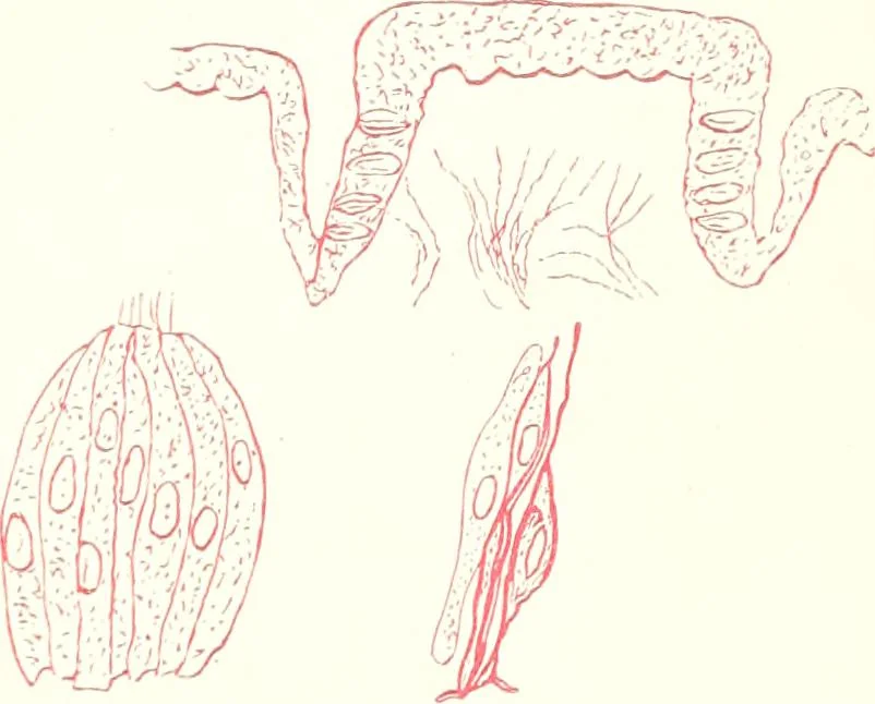 An illustration from The microscopist : a manual of microscopy and compendium of the microscopic science : micro-minerology, micro-chemistry, biology, histology, and pathological histology, 1877, leaf 256