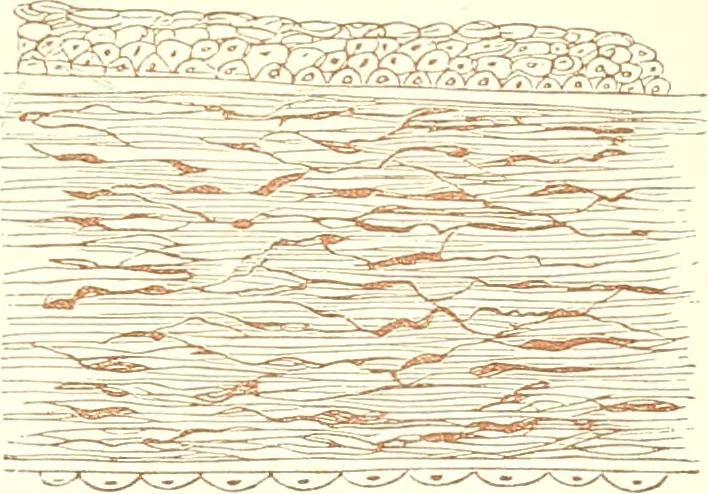 An illustration from The microscopist : a manual of microscopy and compendium of the microscopic science : micro-minerology, micro-chemistry, biology, histology, and pathological histology, 1877, leaf 270