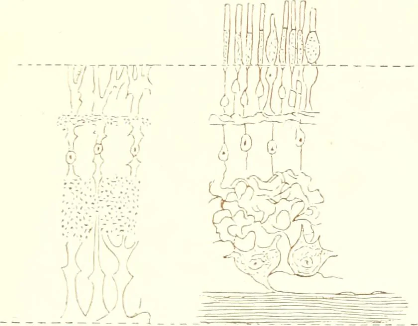 An illustration from The microscopist : a manual of microscopy and compendium of the microscopic science : micro-minerology, micro-chemistry, biology, histology, and pathological histology, 1877, leaf 270