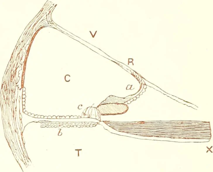 An illustration from The microscopist : a manual of microscopy and compendium of the microscopic science : micro-minerology, micro-chemistry, biology, histology, and pathological histology, 1877, leaf 270