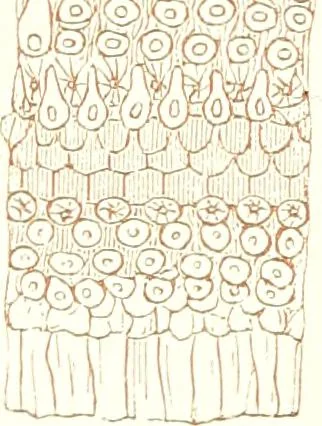 An illustration from The microscopist : a manual of microscopy and compendium of the microscopic science : micro-minerology, micro-chemistry, biology, histology, and pathological histology, 1877, leaf 270