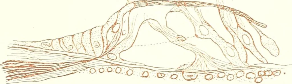 An illustration from The microscopist : a manual of microscopy and compendium of the microscopic science : micro-minerology, micro-chemistry, biology, histology, and pathological histology, 1877, leaf 270