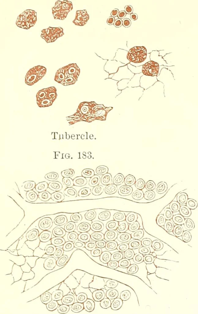 An illustration from The microscopist : a manual of microscopy and compendium of the microscopic science : micro-minerology, micro-chemistry, biology, histology, and pathological histology, 1877, leaf 284