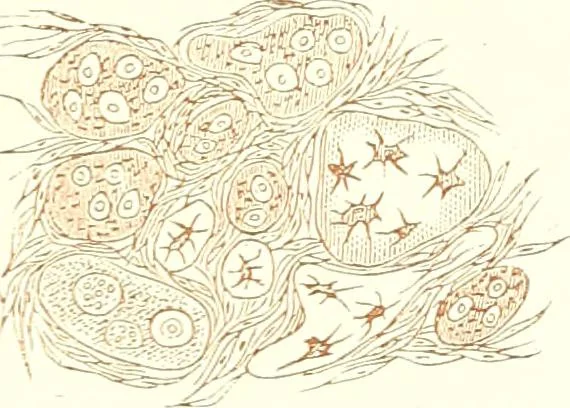An illustration from The microscopist : a manual of microscopy and compendium of the microscopic science : micro-minerology, micro-chemistry, biology, histology, and pathological histology, 1877, leaf 284