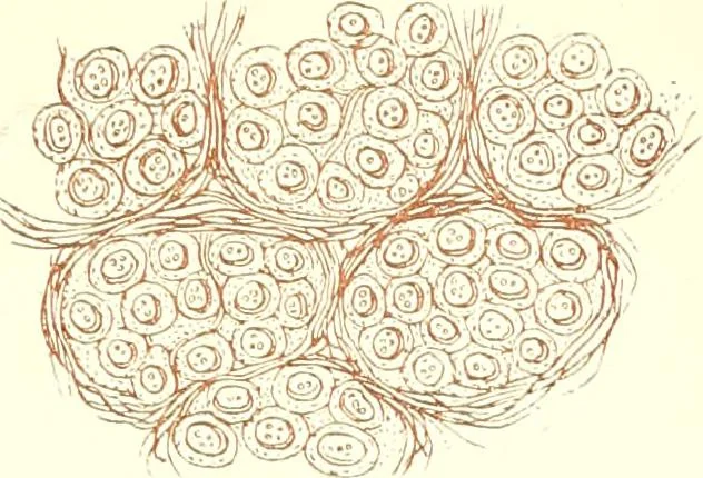 An illustration from The microscopist : a manual of microscopy and compendium of the microscopic science : micro-minerology, micro-chemistry, biology, histology, and pathological histology, 1877, leaf 284