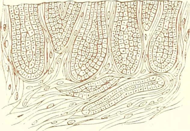 An illustration from The microscopist : a manual of microscopy and compendium of the microscopic science : micro-minerology, micro-chemistry, biology, histology, and pathological histology, 1877, leaf 284