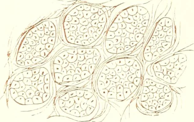 An illustration from The microscopist : a manual of microscopy and compendium of the microscopic science : micro-minerology, micro-chemistry, biology, histology, and pathological histology, 1877, leaf 284