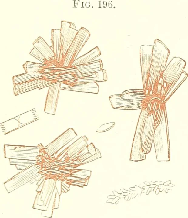 An illustration from The microscopist : a manual of microscopy and compendium of the microscopic science : micro-minerology, micro-chemistry, biology, histology, and pathological histology, 1877, leaf 290