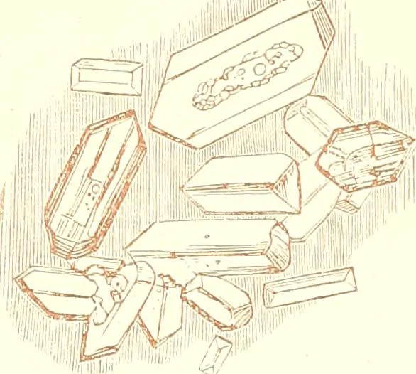 An illustration from The microscopist : a manual of microscopy and compendium of the microscopic science : micro-minerology, micro-chemistry, biology, histology, and pathological histology, 1877, leaf 294