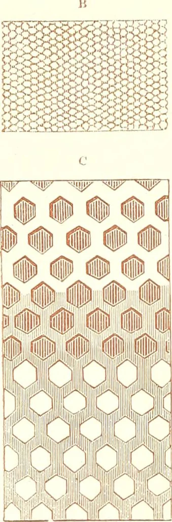 An illustration from The microscopist : a manual of microscopy and compendium of the microscopic science : micro-minerology, micro-chemistry, biology, histology, and pathological histology, 1877, leaf 58