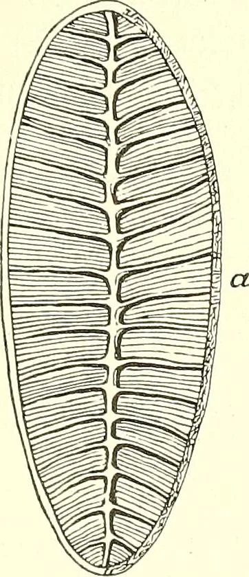 An illustration from The microscopist : a manual of microscopy and compendium of the microscopic science : micro-minerology, micro-chemistry, biology, histology, and pathological histology, 1877, leaf 60