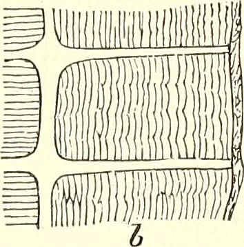 An illustration from The microscopist : a manual of microscopy and compendium of the microscopic science : micro-minerology, micro-chemistry, biology, histology, and pathological histology, 1877, leaf 60