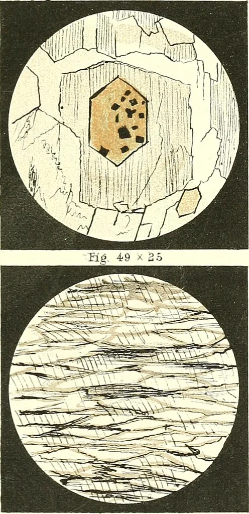 An illustration from The microscopist : a manual of microscopy and compendium of the microscopic science : micro-minerology, micro-chemistry, biology, histology, and pathological histology, 1877, leaf 96