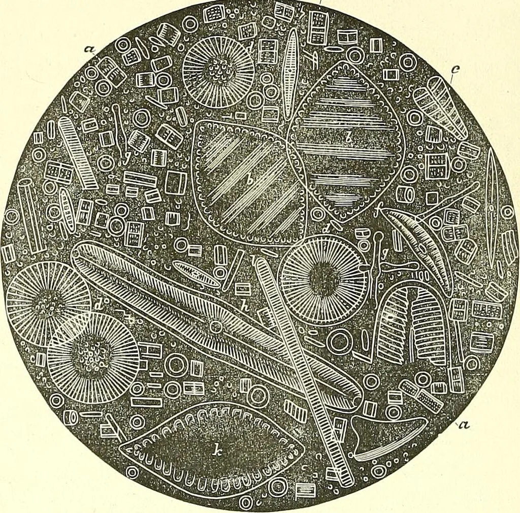 An illustration from The microscopist : a manual of microscopy and compendium of the microscopic science : micro-minerology, micro-chemistry, biology, histology, and pathological histology, 1877, leaf 99
