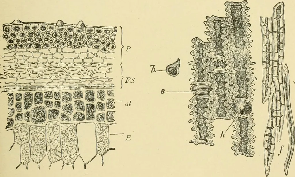 An illustration from The microscopy of vegetable foods, with special reference to the detection of adulteration and the diagnosis of mixtures, 1916, leaf 100