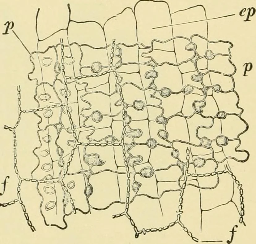 An illustration from The microscopy of vegetable foods, with special reference to the detection of adulteration and the diagnosis of mixtures, 1916, leaf 101