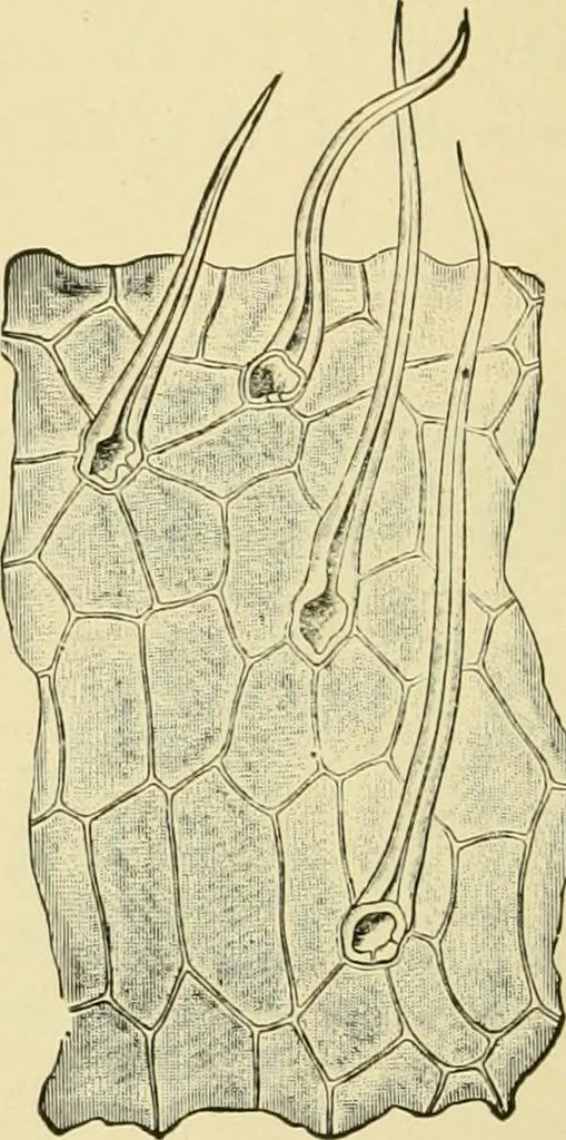 An illustration from The microscopy of vegetable foods, with special reference to the detection of adulteration and the diagnosis of mixtures, 1916, leaf 101