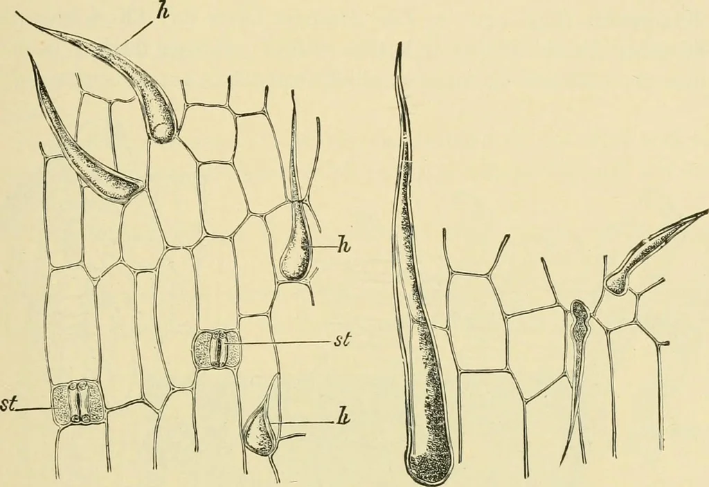 An illustration from The microscopy of vegetable foods, with special reference to the detection of adulteration and the diagnosis of mixtures, 1916, leaf 102
