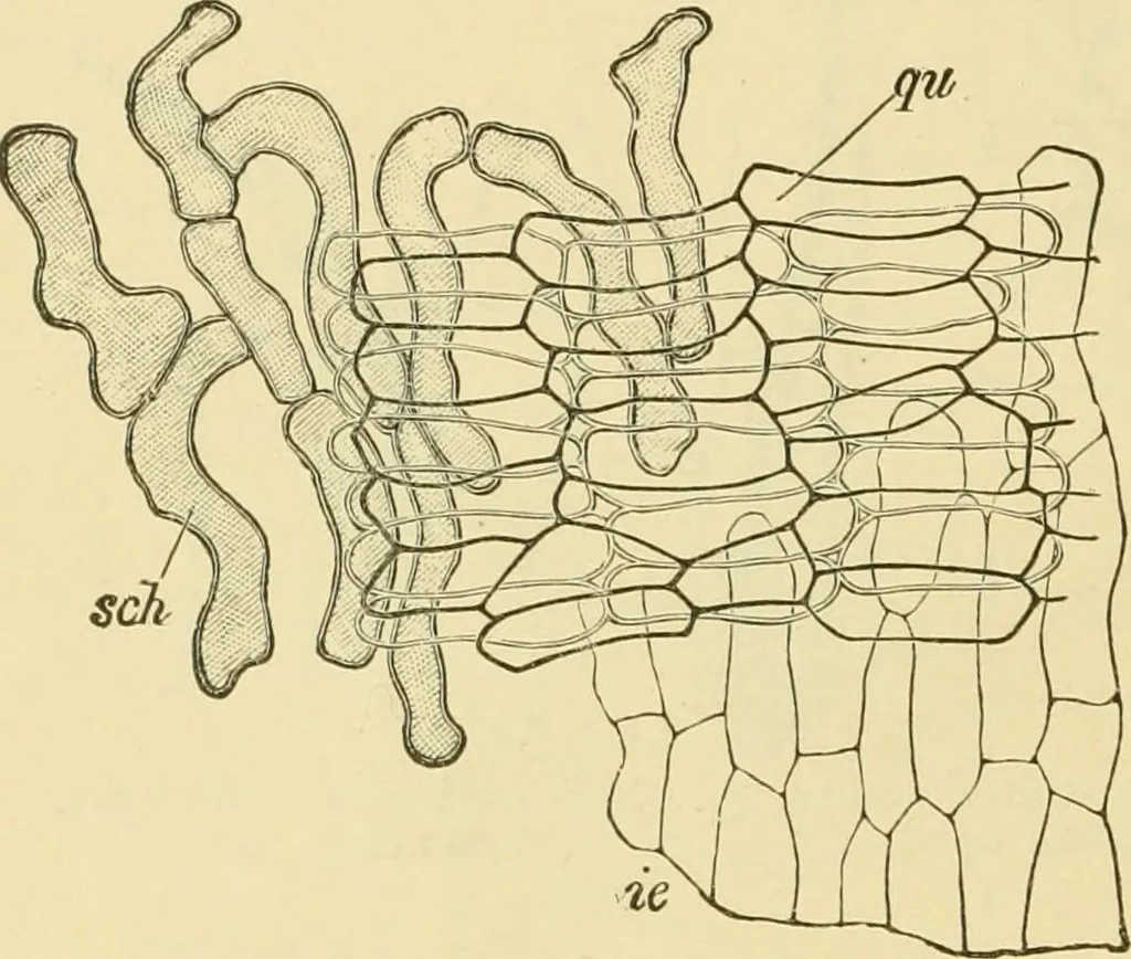 An illustration from The microscopy of vegetable foods, with special reference to the detection of adulteration and the diagnosis of mixtures, 1916, leaf 103