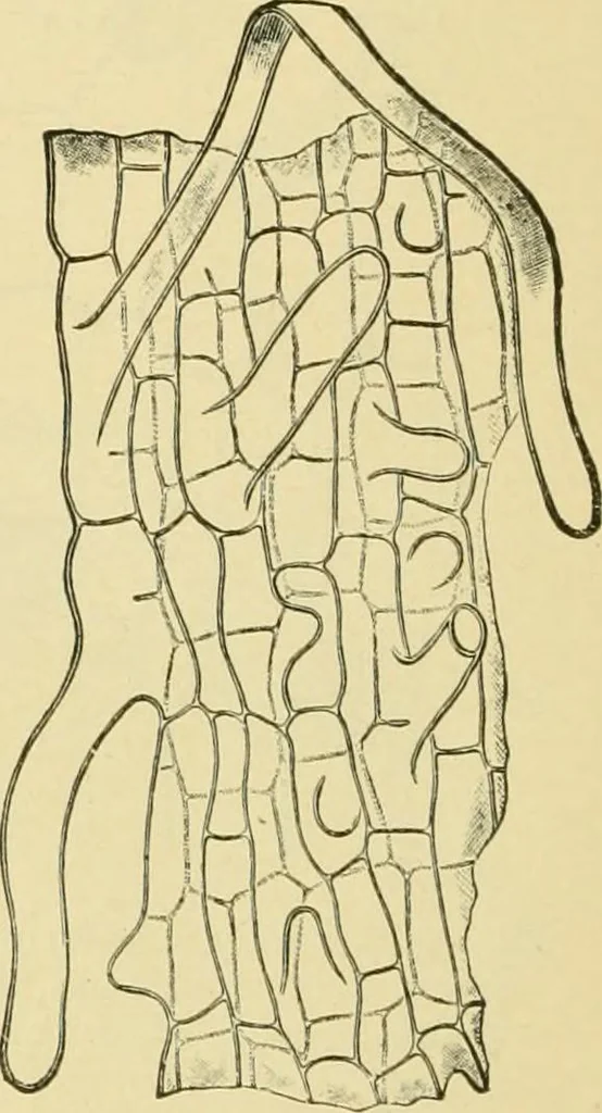 An illustration from The microscopy of vegetable foods, with special reference to the detection of adulteration and the diagnosis of mixtures, 1916, leaf 103