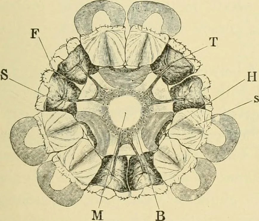 An illustration from The microscopy of vegetable foods, with special reference to the detection of adulteration and the diagnosis of mixtures, 1916, leaf 106