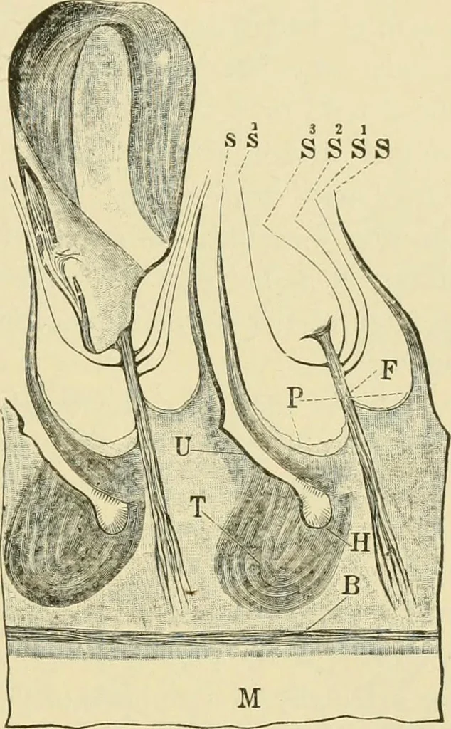 An illustration from The microscopy of vegetable foods, with special reference to the detection of adulteration and the diagnosis of mixtures, 1916, leaf 106