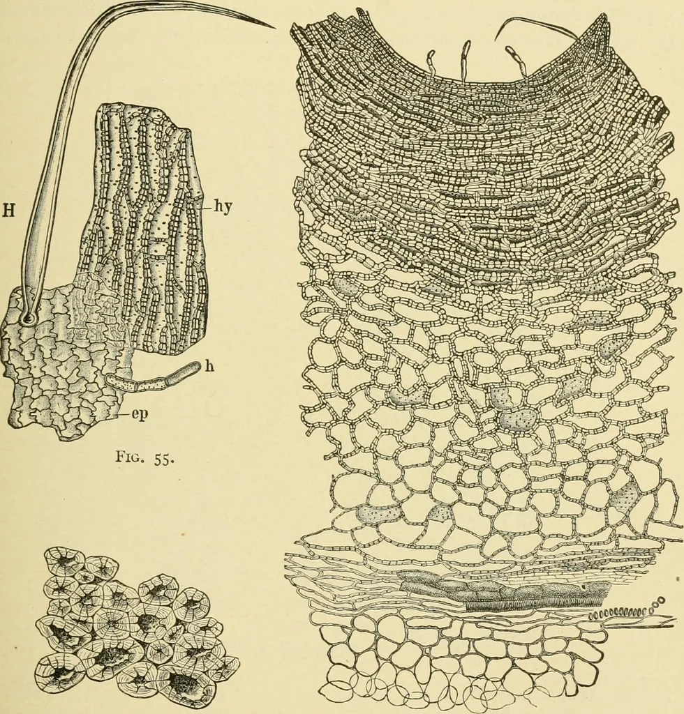 An illustration from The microscopy of vegetable foods, with special reference to the detection of adulteration and the diagnosis of mixtures, 1916, leaf 108