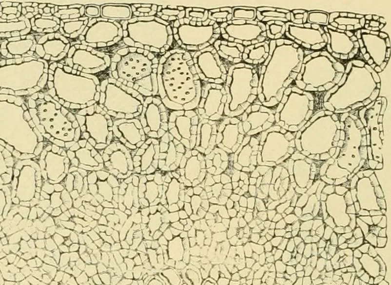 An illustration from The microscopy of vegetable foods, with special reference to the detection of adulteration and the diagnosis of mixtures, 1916, leaf 109