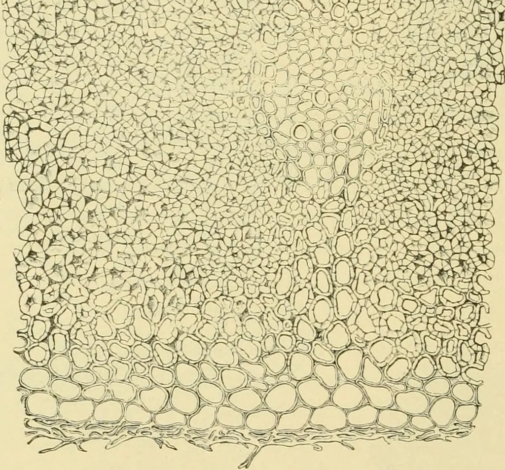 An illustration from The microscopy of vegetable foods, with special reference to the detection of adulteration and the diagnosis of mixtures, 1916, leaf 109