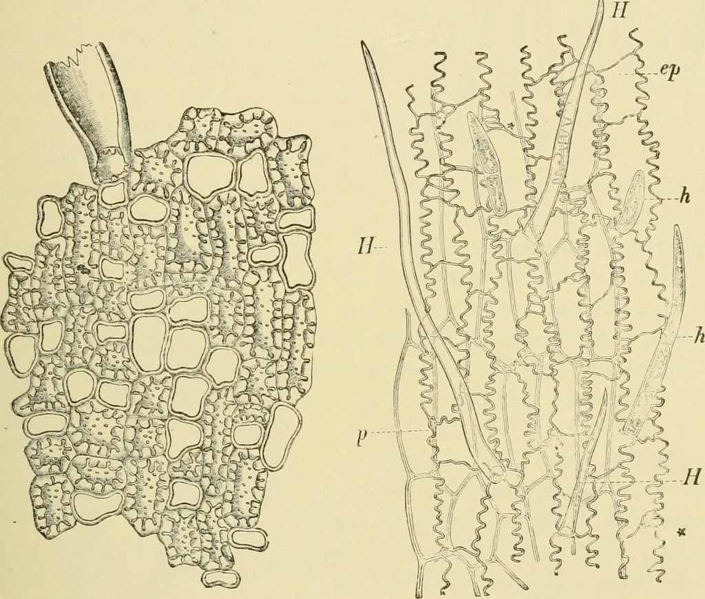 An illustration from The microscopy of vegetable foods, with special reference to the detection of adulteration and the diagnosis of mixtures, 1916, leaf 110