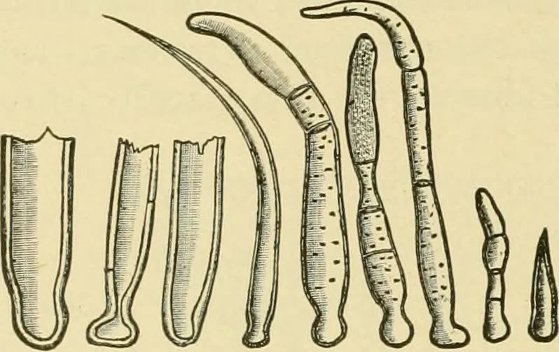 An illustration from The microscopy of vegetable foods, with special reference to the detection of adulteration and the diagnosis of mixtures, 1916, leaf 111