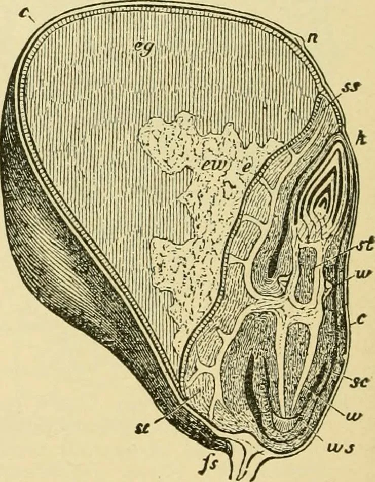 An illustration from The microscopy of vegetable foods, with special reference to the detection of adulteration and the diagnosis of mixtures, 1916, leaf 111