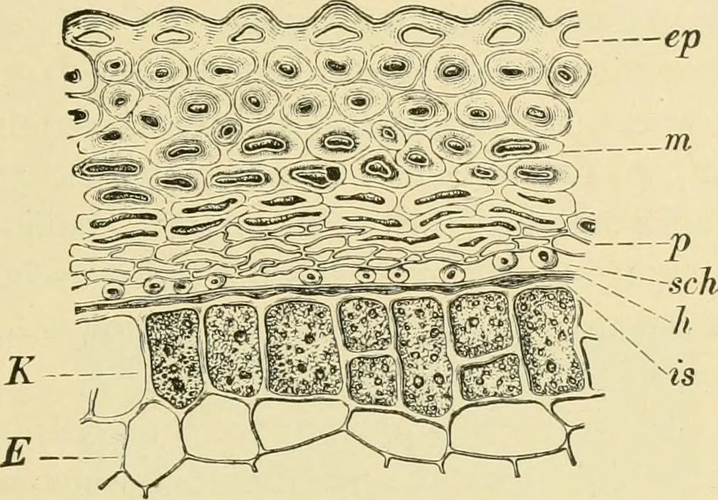An illustration from The microscopy of vegetable foods, with special reference to the detection of adulteration and the diagnosis of mixtures, 1916, leaf 112