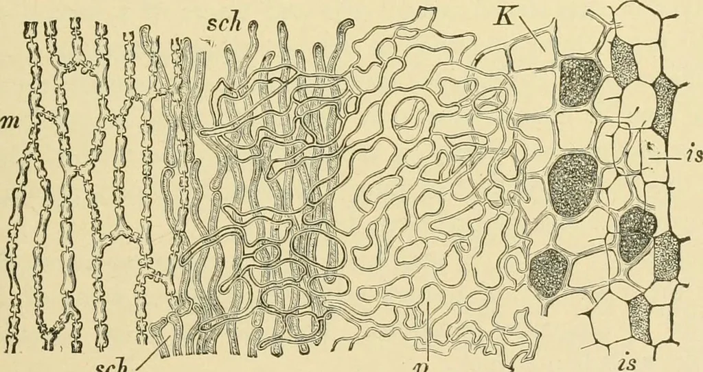 An illustration from The microscopy of vegetable foods, with special reference to the detection of adulteration and the diagnosis of mixtures, 1916, leaf 112