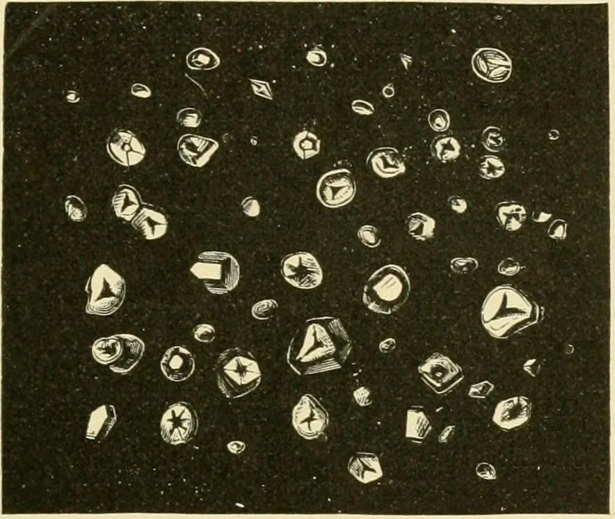 An illustration from The microscopy of vegetable foods, with special reference to the detection of adulteration and the diagnosis of mixtures, 1916, leaf 114