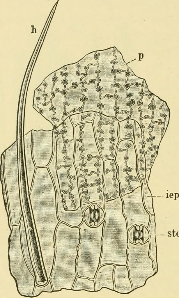 An illustration from The microscopy of vegetable foods, with special reference to the detection of adulteration and the diagnosis of mixtures, 1916, leaf 119