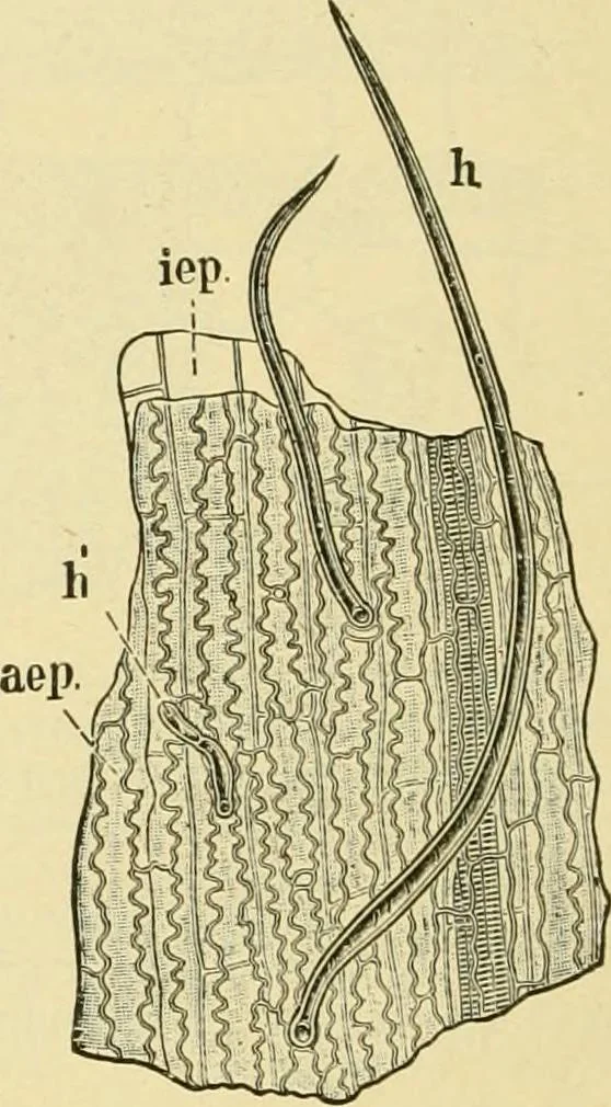 An illustration from The microscopy of vegetable foods, with special reference to the detection of adulteration and the diagnosis of mixtures, 1916, leaf 119