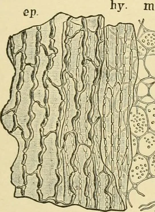 An illustration from The microscopy of vegetable foods, with special reference to the detection of adulteration and the diagnosis of mixtures, 1916, leaf 120