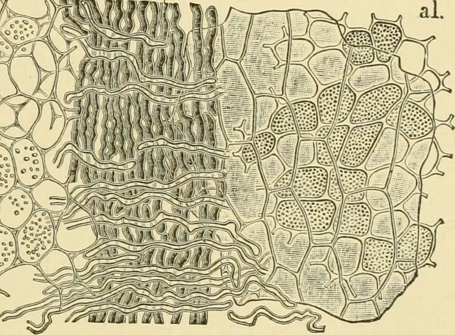An illustration from The microscopy of vegetable foods, with special reference to the detection of adulteration and the diagnosis of mixtures, 1916, leaf 120