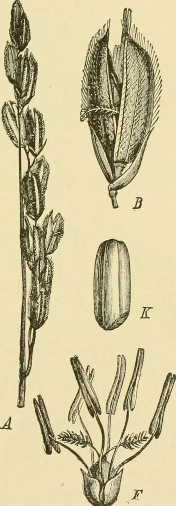 An illustration from The microscopy of vegetable foods, with special reference to the detection of adulteration and the diagnosis of mixtures, 1916, leaf 124